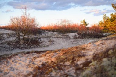 Gün batımında büyüyen kozalaklı ağaçlar ve Baltık kıyılarının kum tepeleri. Altın güneş ışığı, renkli akşam bulutları. Idyllic manzara. Letonya