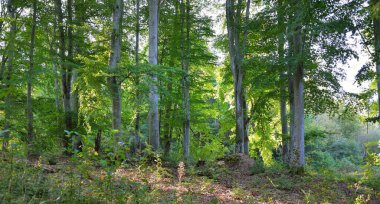 Koyu yeşil kayın ormanının manzarası, antik ağaç gövdeleri. Sonbaharın başında. Güneş ışığı, güneş ışığı. Atmosferik manzara. Saf doğa, ekoloji, çevre koruma, eko turizm