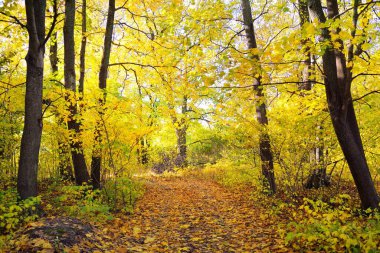 Ormandaki patika (kırsal yol, sokak). Renkli yeşil, sarı, turuncu, altın yapraklı yaprak döken ağaçlar. Dalların arasından güneş ışınları. Doğal tünel. Sonbahar, mevsimler, çevre