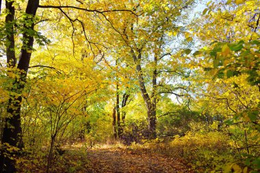 Ormandaki patika (kırsal yol, sokak). Renkli yeşil, sarı, turuncu, altın yapraklı yaprak döken ağaçlar. Dalların arasından güneş ışınları. Doğal tünel. Sonbahar, mevsimler, çevre