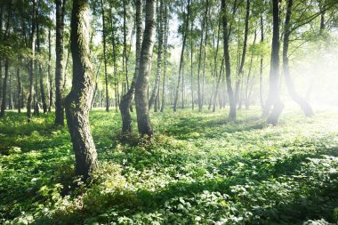Açık ve güneşli bir günde yeşil huş ağacı ormanı. Halk parkı. Ağaç gövdeleri yakın plan. Saf güneş ışığı, gün ışığı, güneş ışınları. Ekoloji, eko turizm, kuzey yürüyüşü, manzara tasarımı, peyzaj.