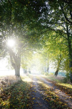 Gün doğumunda ıhlamur ağaçlarının arasından tek şeritli kırsal yol (alley). Altın güneş ışığı, güneş ışığı, sis, gölgeler. Peri sonbahar ormanı sahnesi. Sanat, umut, cennet, vahşi doğa, yalnızlık, saf doğa, ekoloji.