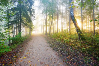 Gizemli bir sabah sisinin içinde ormanın içinden geçen yol renkli ağaçların doğal tüneli, yumuşak ışık. Idyllic sonbahar sahnesi. Saf doğa, ekoloji, mevsimler. Atmosferik manzara. Sigulda, Letonya;