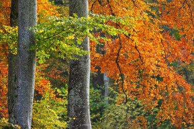 Kayın ormanının yakın görüntüsü. Güçlü ağaç gövdeleri, sarı, kırmızı, turuncu yapraklar. Idyllic sonbahar manzarası. Ekoloji, doğa, çevre. Almanya. Desen, doku, arkaplan, duvar kağıdı, konsept sanat