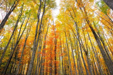 Kayın ormanının alçak açılı görüntüsü. Güçlü ağaç gövdeleri, yeşil, sarı, kırmızı, turuncu yapraklar. Idyllic sonbahar manzarası. Ekoloji, doğa, çevre. Almanya. Desen, doku, arkaplan, duvar kağıdı