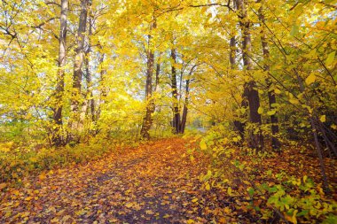 Ormandaki patika (kırsal yol, sokak). Renkli yeşil, sarı, turuncu, altın yapraklı yaprak döken ağaçlar. Dalların arasından güneş ışınları. Doğal tünel. Sonbahar, mevsimler, çevre