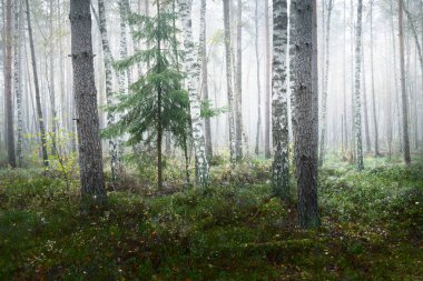 Güneş doğarken sisli, yemyeşil ormanın karanlık atmosferik manzarası. Çam, köknar, huş ağacı, yeşil ve altın bitkiler yakın plan. Ekoloji, sonbahar, eko-turizm, çevre koruma. Avrupa