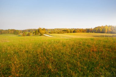 Günbatımında yeşil tarla ve orman. Traktör izleri yakın plan. Idyllic kırsal kesim. Sonbaharın başında. Tarım ve gıda endüstrisi, ekoloji, çevresel hasar ve koruma, doğa