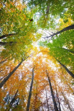 Kayın ormanının alçak açılı görüntüsü. Güçlü ağaç gövdeleri, yeşil, sarı, kırmızı, turuncu yapraklar. Idyllic sonbahar manzarası. Ekoloji, doğa, çevre. Almanya. Desen, doku, arkaplan, duvar kağıdı