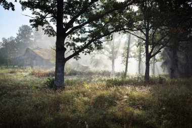 Güneşin doğuşunda sisli bir yerde terk edilmiş eski bir kır evi. Güneş meşe ağacının dallarından geçiyor. Resimli bir manzara var. Idyllic kırsal kesim. Sonbahar sezonu, konsept sanat, mimari, eko turizm, doğa