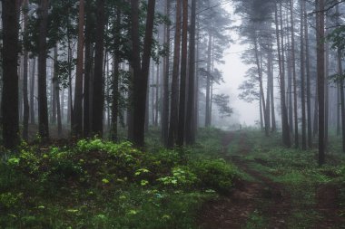 Yoğun beyaz bir sis içinde, eski çam ağaçlarının arasından geçen toprak bir yol. Karanlık ve yemyeşil kuzey ormanlarında bulutlu bir gün. Sonbahar renkleri. Atmosferik manzara