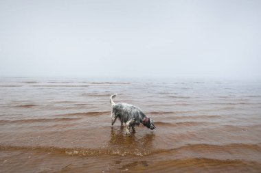 Tatlı siyah beyaz köpek (İngiliz Setter) Baltık Denizi 'nin kumlu sahilinde duran suyu yalıyor. - Letonya. Yoğun beyaz sabah sisi. Evcil hayvanlar, hayvan bakımı, yürüyüş, boş zaman aktivitesi, arkadaşlık.