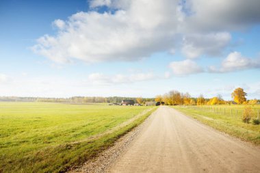 Yeşil tarlalardan ve altın yapraklı ağaçlardan (meşe, akçaağaç, huş ağacı) geçen köy yolu. Açık mavi gökyüzü. Sonbahar renkleri. Idyllic kırsal kesim. Mevsimler, sonbahar, doğa, eko-turizm, lojistik, mesafe