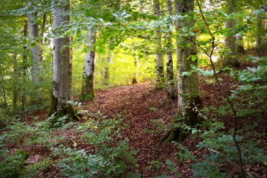 Koyu yeşil kayın ağaçları, antik ağaç gövdeleri, renkli kuru yapraklardan oluşan orman tabanı. Sonbaharın başında. Güneş ışığı. Atmosferik manzara. Saf doğa, ekoloji, çevre koruma, eko turizm