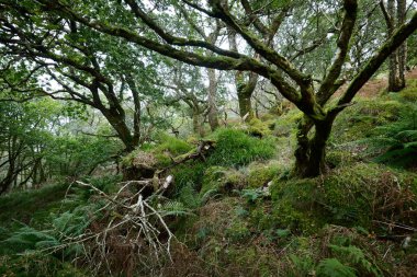 İskoç yağmur ormanlarının nefes kesici manzarası. Antik ağaçlar, yosun ve eğreltiotu yakın plan. Saf sabah güneşi. Crinan Kanalı, Argyll ve Bute, İskoçya, İngiltere