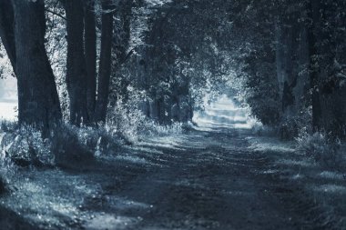Aydınlanmış kırsal yol (sokak) gece vakti yüksek antik ağaçların arasında, Ürkütücü orman manzarası. Karanlıkta ağaç siluetleri. Gizemli mavi ışık. Gotik, sessiz, karanlık, yalnızlık. Tek renkli resim