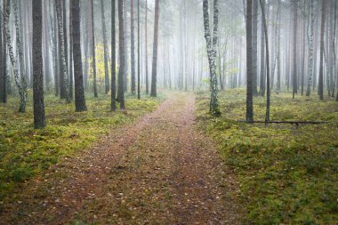 Güneşin doğuşunda sisli bir havada ebediyete kadar uzanan kırsal yol (patika). Antik çam ağaçları, yeşil ve altın bitkiler, huş ağacına yakın çekim. Ekoloji, sonbahar, eko-turizm, çevre koruma