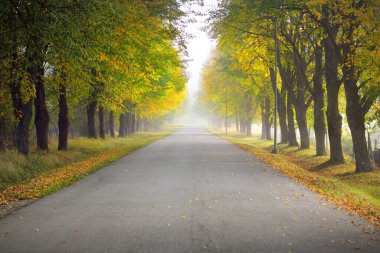 Yaprak döken ağaçların arasından tek şeritli kırsal asfalt yolu (alley). Altın güneş ışığı, güneş ışığı, sis, gölgeler. Peri sonbahar sahnesi. Umut, cennet, vahşi doğa, yalnızlık, doğa, ekoloji, yürüyüş, bisiklet