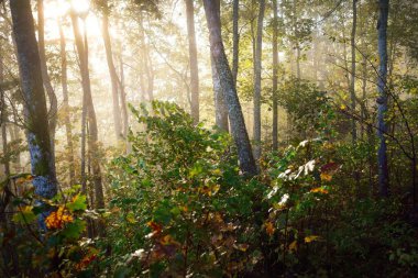 Gün doğumunda sisli bir havada orman tepelerinin atmosferik manzarası. Altın ışık, güneş ışınları. Yeşil ağaçlar, renkli yapraklar, yosun, eğrelti otu, bitkiler. Sigulda, Letonya. Ekoloji, mevsimler, sonbahar, eko turizm