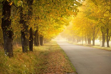 Yaprak döken ağaçların arasından tek şeritli kırsal asfalt yolu (alley). Altın güneş ışığı, güneş ışığı, sis, gölgeler. Peri sonbahar sahnesi. Umut, cennet, vahşi doğa, yalnızlık, doğa, ekoloji, yürüyüş, bisiklet