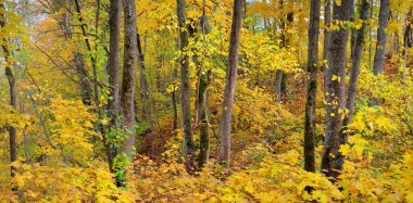 Akçaağacın, huş ağacının ve renkli yeşil, sarı, kırmızı, turuncu yapraklı diğer yaprak döken ağaçların yakın çekimi. Gauja Nehri Vadisi, Sigulda, Letonya 'daki ulusal park. Sonbahar renkleri, sonbahar mevsimi, mevsimler