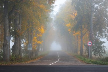 Rengarenk meşe, huş ağacı, akçaağaç ağaçları boyunca yeşil, turuncu, sarı, altın yapraklı eski asfalt köy yolu. Gizemli sabah sisi. Doğal tünel. Karanlık atmosferik sonbahar manzarası