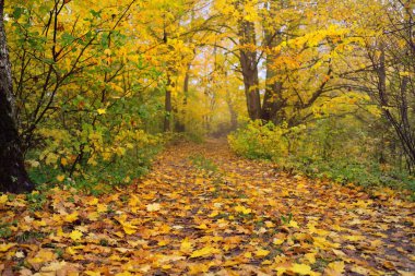 Ormandaki patika (kırsal yol, sokak). Renkli yeşil, sarı, turuncu, altın yapraklı yaprak döken ağaçlar. Dalların arasından güneş ışınları. Doğal tünel. Sonbahar, mevsimler, çevre