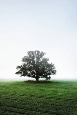 Güneşin doğuşunda traktör izleri olan tarla tarlalarında yeşil yaprakları olan kudretli meşe ağacı. Sabah sisi. Resimli sonbahar manzarası. Doğa, ağaçlar, kereste endüstrisi, çevre koruma