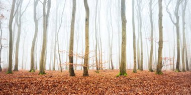 Gizemli kayın ormanlarının panoramik manzarası, ağaçlar yakın plan. Yoğun beyaz sabah sisi. Kırmızı ve turuncu yapraklar. Lorraine, Fransa. Karanlık atmosferik sonbahar manzarası. Ekoloji, çevre, doğa, mevsimler