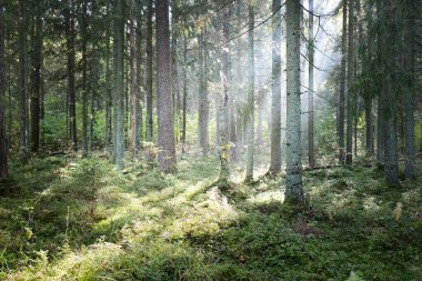 Güneşin doğuşunda sisli bir ortamda her zaman yeşil olan gizemli ormanın panoramik görüntüsü. Saf güneş ışığı, güneş ışınları. Eski çam ve köknar ağaçları. Sigulda, Letonya. Ekoloji, mevsimler, çevre koruma, eko turizm