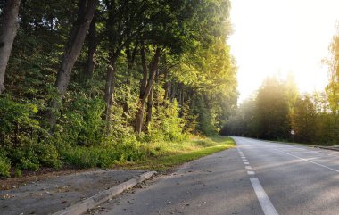 Şafak vakti yeşil yaprak döken ormanda (asfalt yolda) boş bir karayolu. Saf sabah güneşi. Otobüs durağından bir manzara. Ulaşım, seyahat yerleri, tatiller, sürüş, özgürlük