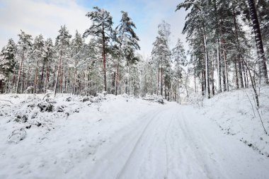 Gün batımında kar fırtınasından sonra her yer karla kaplıydı. Çam, çam ağaçları, yakın plan. Bir patikadan bak. Atmosferik manzara. Kış Harikalar Diyarı. Doğa, ormanların tahrip edilmesi, çevresel hasar
