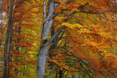 Kayın ormanının yakın görüntüsü. Güçlü ağaç gövdeleri, sarı, kırmızı, turuncu yapraklar. Idyllic sonbahar manzarası. Ekoloji, doğa, çevre. Almanya. Desen, doku, arkaplan, duvar kağıdı, konsept sanat