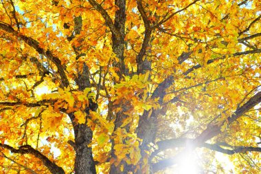 Renkli sarı, turuncu, altın yapraklı güçlü meşe ağacı, yakın plan. Dalların arasından güneş ışınları, yumuşak güneş ışığı. Doğal desen, doku, grafik kaynaklar. Sonbahar, mevsimler, çevre, ekoloji
