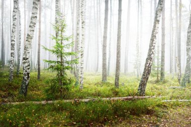 Güneş doğarken sisli, yemyeşil ormanın karanlık atmosferik manzarası. Çam, çam, akçaağaç, huş ağacı ve renkli bitkiler. Ekoloji, sonbahar, eko-turizm, Avrupa 'da çevre koruma