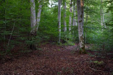 Koyu yeşil kayın ağaçları, antik ağaç gövdeleri, renkli kuru yapraklardan oluşan orman tabanı. Sonbaharın başında. Güneş ışığı. Atmosferik manzara. Saf doğa, ekoloji, çevre koruma, eko turizm