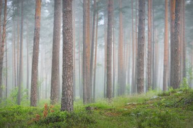 Antik çam ağaçları gün doğumunda gizemli bir beyaz sabah sisinde. Idyllic sonbahar manzarası. Bataklık yemyeşil kuzey ormanı. Ekoloji, eko turizm, Avrupa 'da çevre koruma