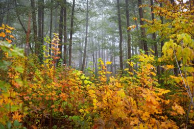 Güneş doğarken sisli, yemyeşil ormanın karanlık atmosferik manzarası. Antik çam ağaçları, yakın plan yeşil ve altın bitkiler. Ekoloji, mevsimler, sonbahar, eko-turizm, çevre, yeniden ağaçlandırma. Avrupa