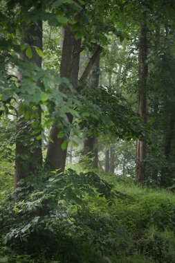Sabah sisinde antik yeşil ağaçlar, yakın plan. Gün doğumunda yaprak döken orman tepeleri. Karanlık atmosferik manzara. Ekoloji, eko turizm, Avrupa 'da çevre koruma