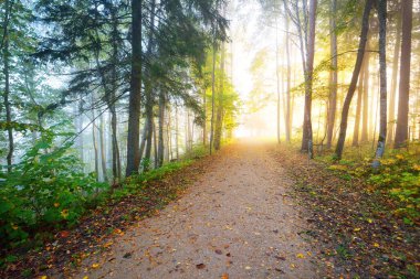 Gizemli bir sabah sisinin içinde ormanın içinden geçen yol renkli ağaçların doğal tüneli, yumuşak ışık. Idyllic sonbahar sahnesi. Saf doğa, ekoloji, mevsimler. Atmosferik manzara. Sigulda, Letonya;