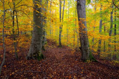 Gün doğumunda karışık kozalaklı ormanın resimli manzarası. Sis, sis, güneş ışınları. Çam, köknar, meşe ve huş ağaçlarını yakından çek. Gizemli sonbahar manzarası. Sonbahar mevsimi, saf doğa, ekoloji, eko turizm