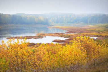 Görkemli altın huş ağacının panoramik manzarası ve Daugava nehrinin sisli kıvrımları. Sonbahar. Daugavas Loki doğa parkı, Latgale, Letonya. Ekoloji, eko-turizm, eğlence, seyahat yerleri, dönüm noktaları