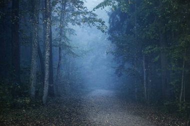 Gizemli bir sabah sisinin içinde ormanın içinden geçen yol renkli ağaçların doğal tüneli, mavi ışık. Idyllic sonbahar sahnesi. Saf doğa, ekoloji, mevsimler. Atmosferik manzara. Sigulda, Letonya