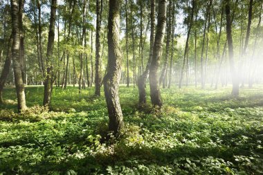 Açık ve güneşli bir günde yeşil huş ağacı ormanı. Halk parkı. Ağaç gövdeleri yakın plan. Saf güneş ışığı, gün ışığı, güneş ışınları. Ekoloji, eko turizm, kuzey yürüyüşü, manzara tasarımı, peyzaj.