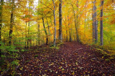 Kayın ağacı ormanındaki tepelerin panoramik manzarası. Güçlü ağaç gövdeleri, sarı, kırmızı, turuncu yapraklar. Idyllic sonbahar manzarası. Sonbahar mevsimi, ekoloji, doğa, çevre, eko-turizm, eğlence. Almanya
