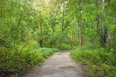 Gizemli yaprak döken ormanda kırsal yol. Eski yosunlu ağaç gövdeleri yakın planda, ağaç siluetleri arka planda. Idyllic manzara. Çevre turizmi, İskandinav yürüyüşü, eğlence, bisiklet