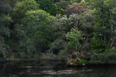 İskoç yağmur ormanlarının nefes kesici manzarası. Nehir, eski ağaçlar, yosun ve eğreltiotu yakın plan. Saf sabah güneşi. Crinan Kanalı, Argyll ve Bute, İskoçya, İngiltere