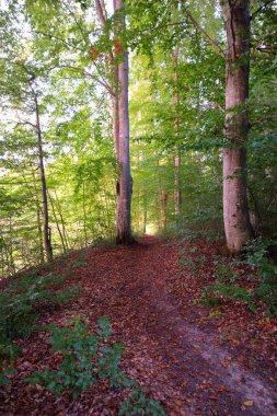 Gün batımında koyu yeşil kayın ağaçları, yakın plan antik ağaç gövdeleri, renkli kuru yapraklardan oluşan orman tabanı. Sonbaharın başında. Atmosferik manzara. Saf doğa, ekoloji, çevre koruma, eko turizm