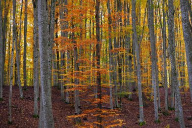 Kayın ağacı ormanındaki tepelerin panoramik manzarası. Güçlü ağaç gövdeleri, sarı, kırmızı, turuncu yapraklar. Idyllic sonbahar manzarası. Sonbahar mevsimi, ekoloji, doğa, çevre, eko-turizm, eğlence. Almanya