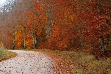Kayın ağacı ormanından geçen kırsal yol. Güçlü ağaç gövdeleri, sarı, kırmızı, turuncu yapraklar. Idyllic sonbahar manzarası. Sonbahar mevsimi, ekoloji, doğa, eko-turizm, eğlence, İskandinav yürüyüşü. Almanya